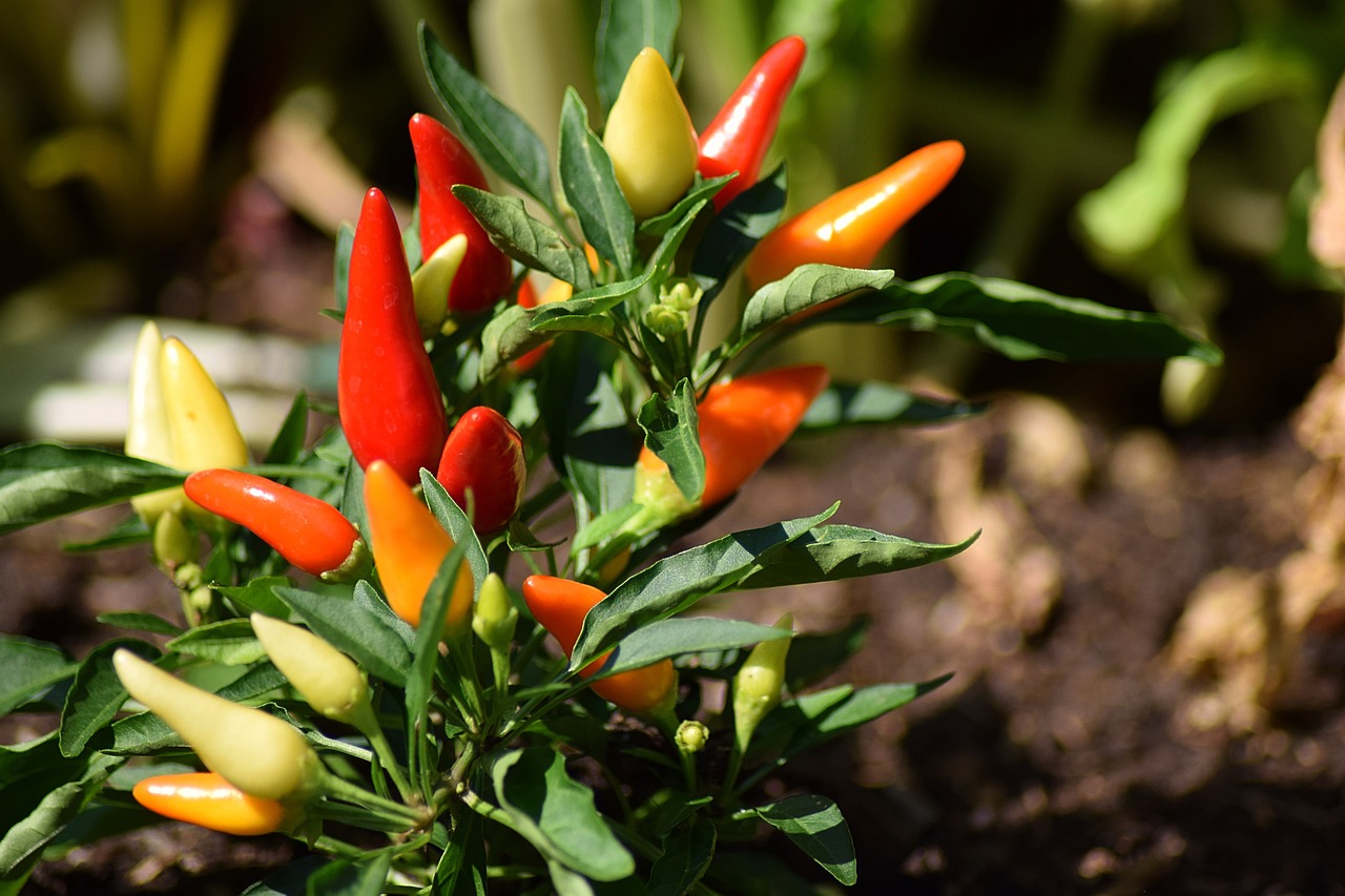 10 Essential Tips for Cooking with Chili Peppers